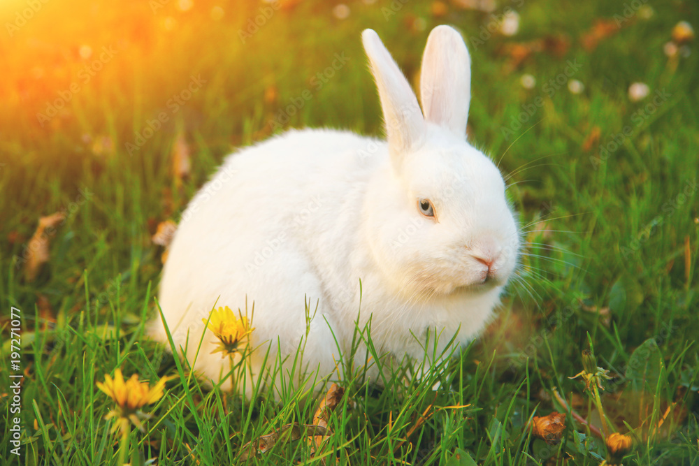 Fototapeta premium Frohe Ostern!