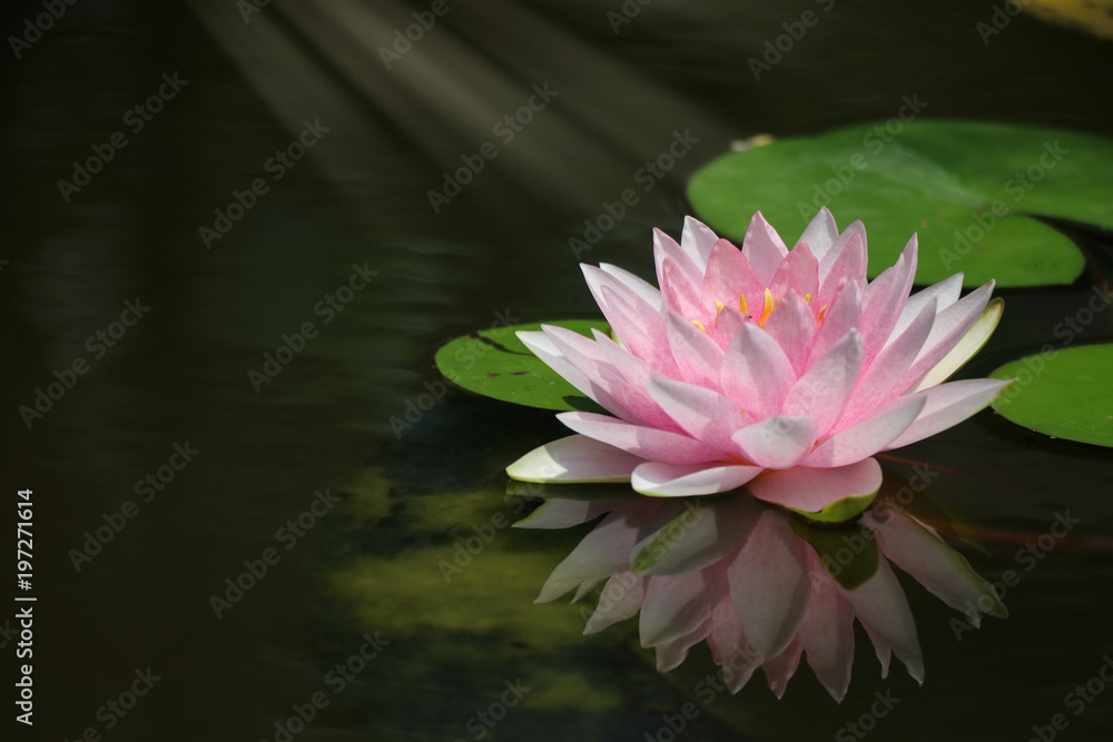 Pink waterlily reflection water surface with lights effects clam and relax blooming beautiful flowers in nature background Pink waterlily reflection water surface with lights effects clam and relax blooming beautiful flowers in nature background