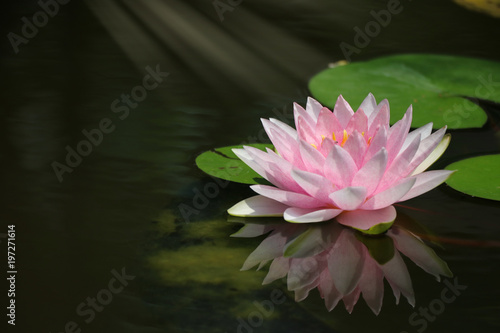 Pink waterlily reflection water surface with lights effects clam and relax blooming beautiful flowers in nature background