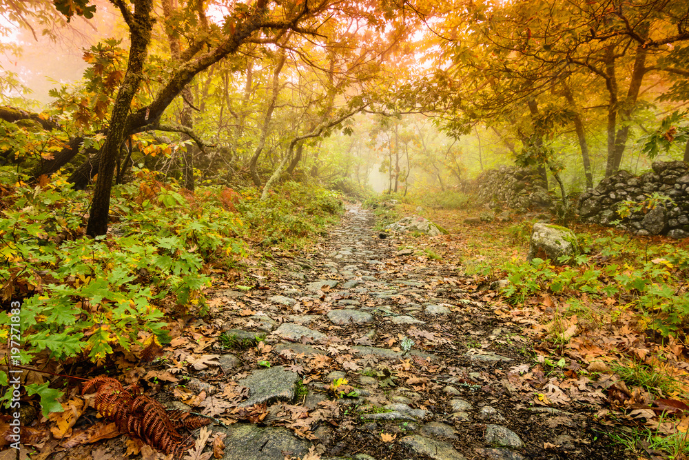 Fototapeta premium landscape otoñas in the forest of chestnut trees