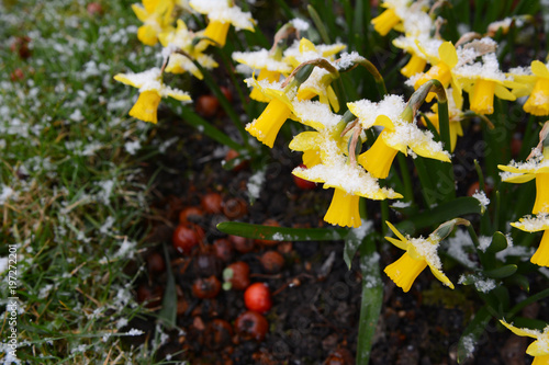Fototapeta Naklejka Na Ścianę i Meble -  Small daffodils covered in snowflakes in early spring