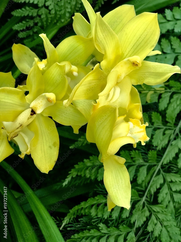 Fototapeta premium Yellow orchid flower close up 