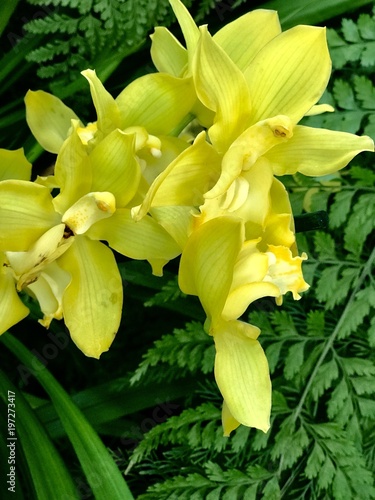 Yellow orchid flower close up
