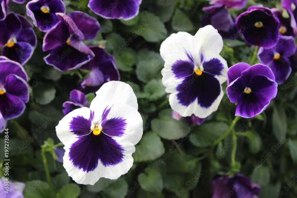 PURPLE AND WHITE VIOLETS