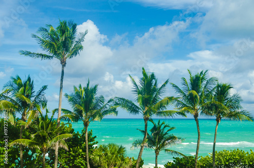 Tropical Miami Beach Palms near the ocean © ellensmile