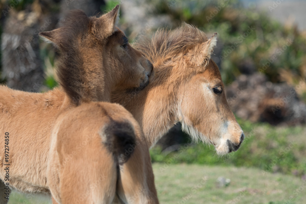 Fototapeta premium 与那国馬