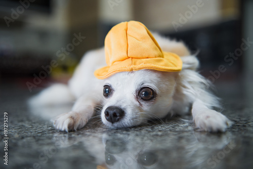 Wallpaper Mural Little white dog with yellow hat Torontodigital.ca