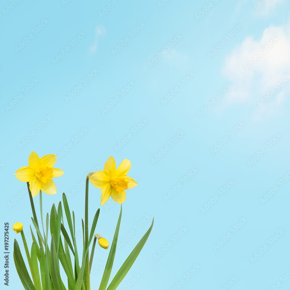 Nature spring Wallpaper with Yellow daffodils flowers