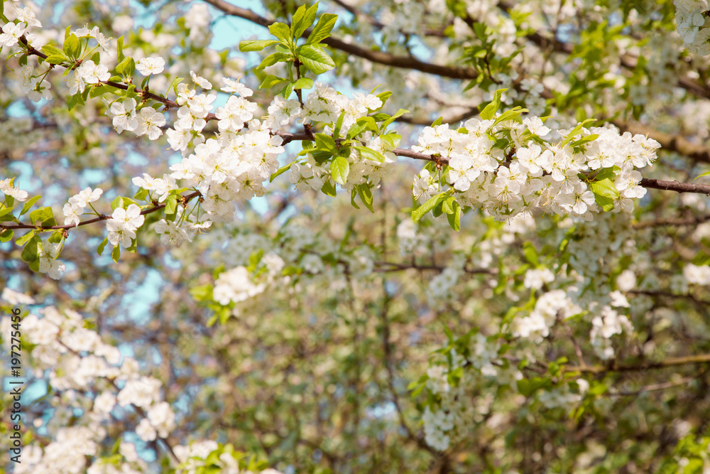 Beautiful Spring Nature blossom background Beautiful Spring Nature blossom background