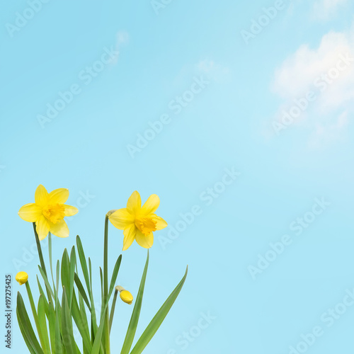 Nature spring Wallpaper with Yellow daffodils flowers