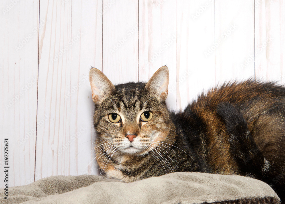 Portrait of a black and brown tabby cat laying on a bed, light wood background looking directly at viewer. Copy space.