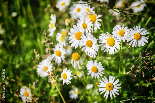 White camomiles on green field