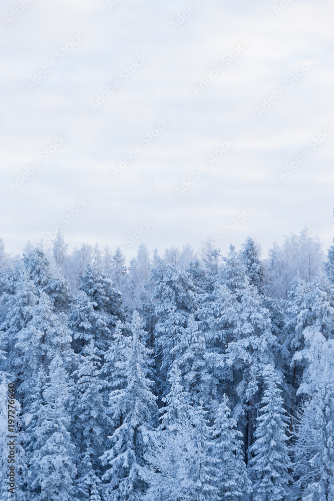 Trees covered in frost snow nature winter scene Trees covered in frost snow nature winter scene