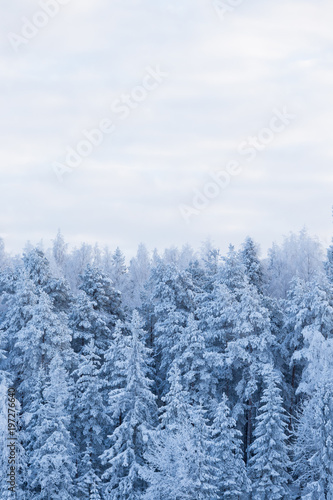 Trees covered in frost snow nature winter scene © Juhku