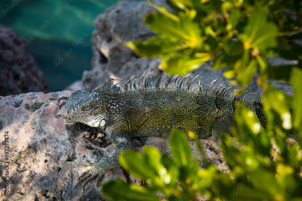 Large Iguana restingin the shade Large Iguana restingin the shade