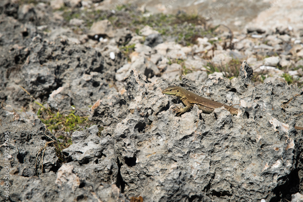 Little Gecko sitting on the rocks outdoor Little Gecko sitting on the rocks outdoor