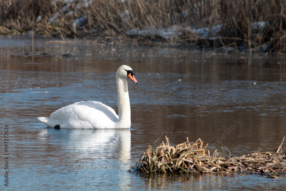 Naklejka premium White mute swan (Cygnus olor) afloat in early spring