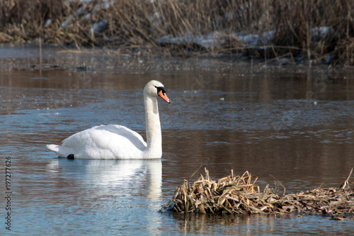 White mute swan (Cygnus olor) afloat in early spring
