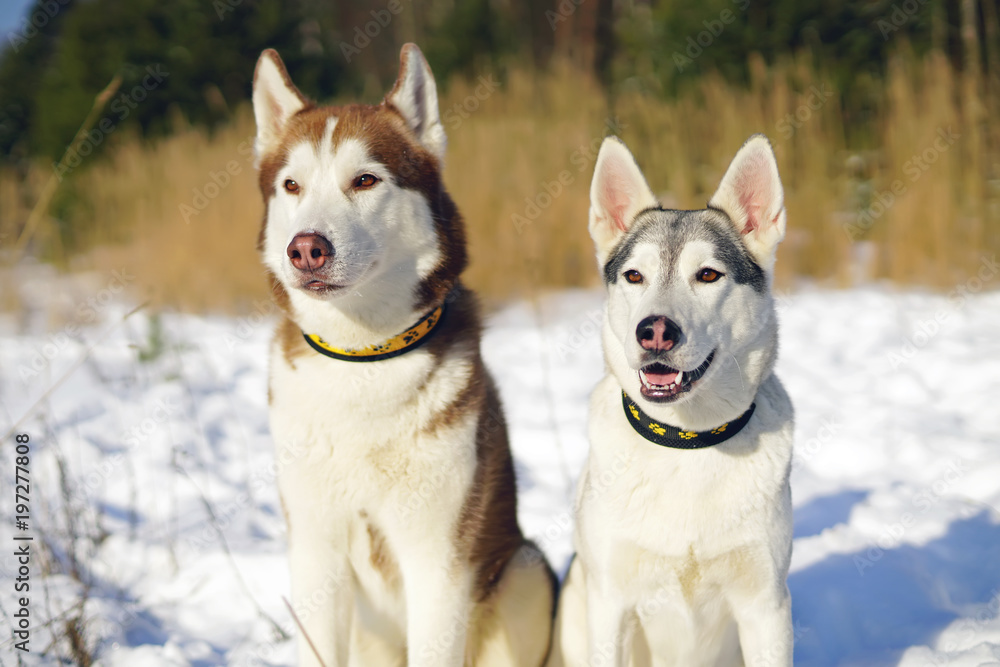 Two obedient Siberian Husky dogs posing outdoors on a snow in winter Two obedient Siberian Husky dogs posing outdoors on a snow in winter