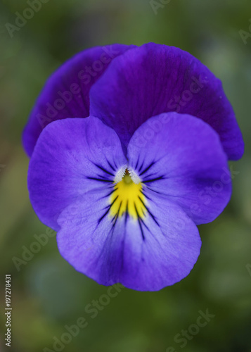 Hornveilchen (Viola cornuta)