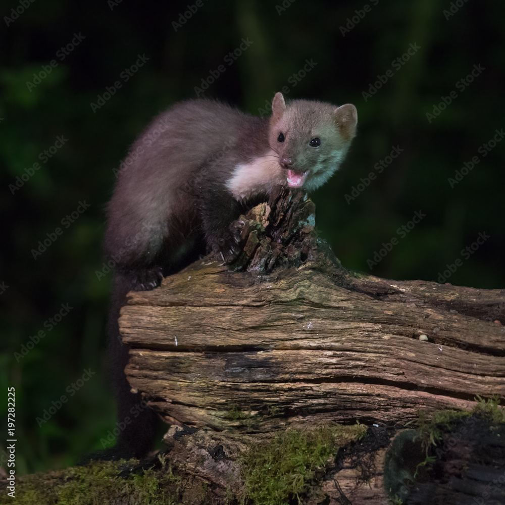 Obraz premium Elusive wild Beech marten at night