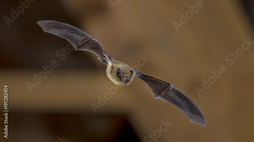 Flying Pipistrelle bat on wooden ceiling