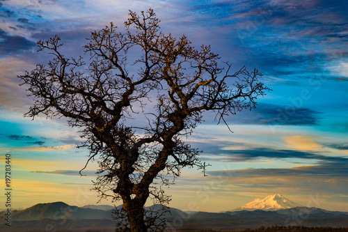 Mt. Shasta snow capped volcano in Northern California with a winter oak tree silhouetted against a colorful sky at sunset © Rebecca