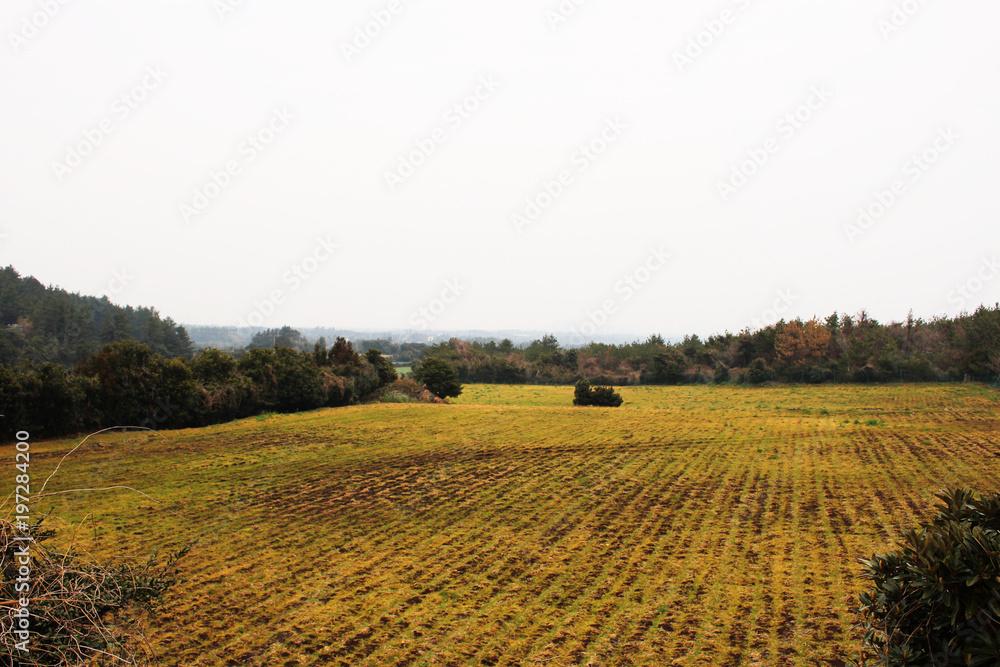 Fototapeta premium Beautiful Scenery of Jeju Island / Scenery Picture of Jeju Island, Korea