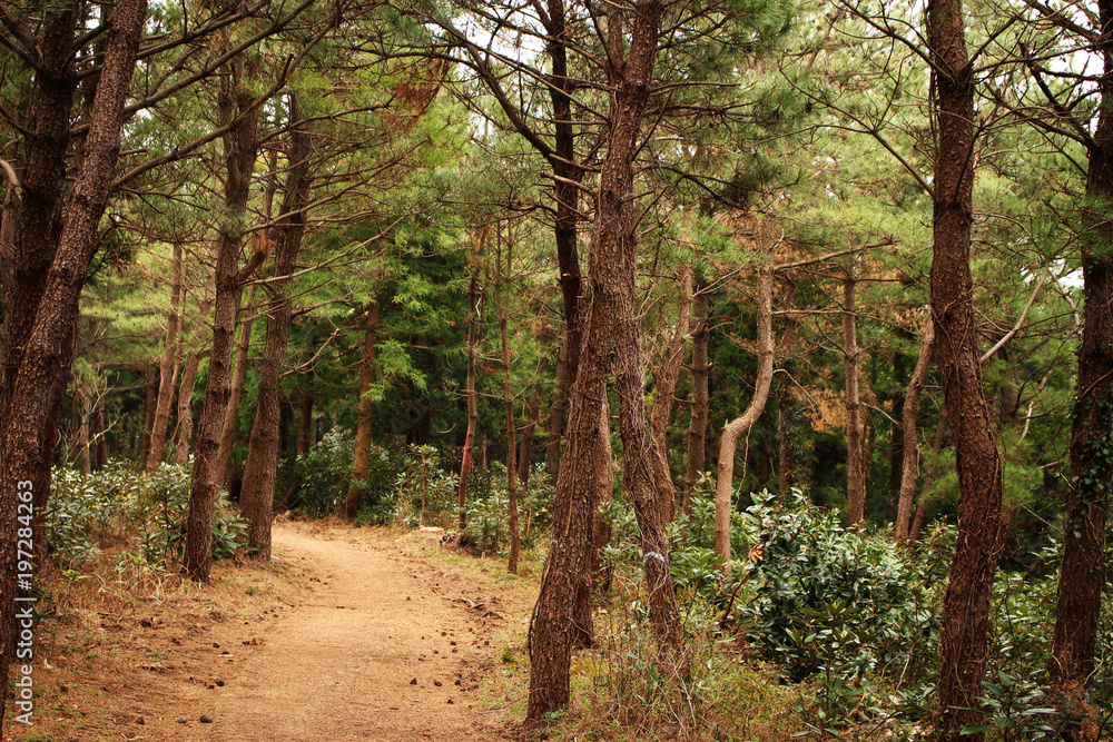 Obraz premium Beautiful Scenery of Jeju Island / Scenery Picture of Jeju Island, Korea