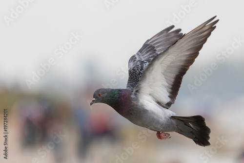 Domestic pigeon, Columba livia domestica, Columbidae, spreading wings open and flying against isolated background