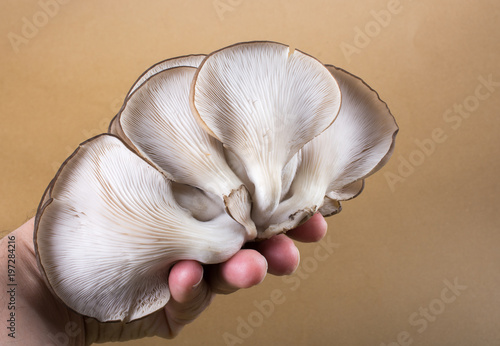 Oyster mushroom or Pleurotus ostreatus mushroom photo