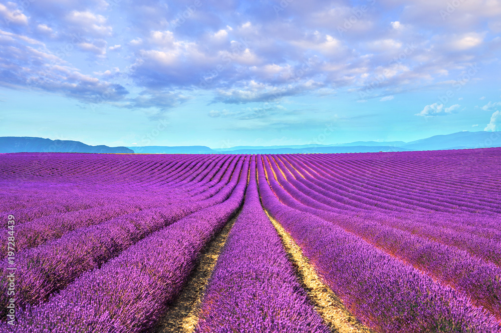 Obraz premium Lawenda kwitnące pola niekończące się rzędy Valensole Provence