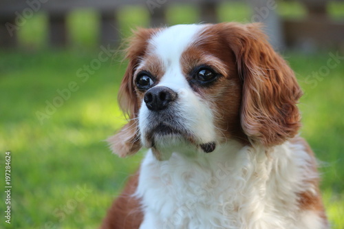 Portrait of a Senior Cavalier King Charles Spaniel Dog