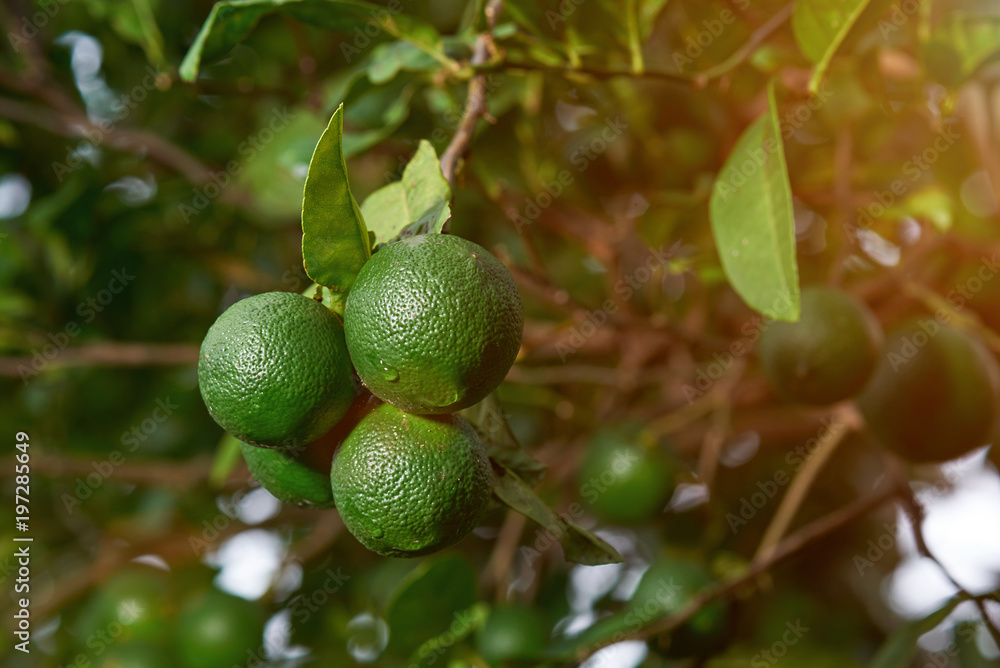 Limes growing on tree