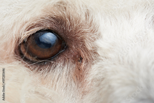 Fototapeta Naklejka Na Ścianę i Meble -  Macro of poodle dog eye