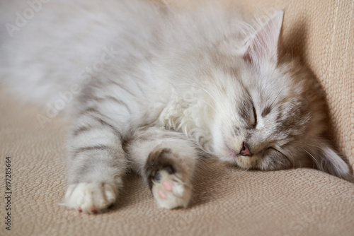 Fluffy gray kitty sleep on sofa