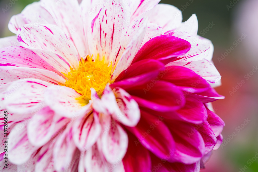 Fototapeta premium ダリアの花