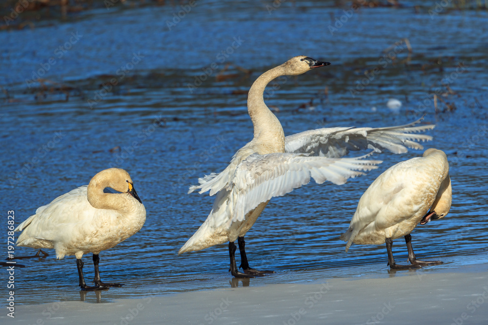 Obraz premium Tundra swans flapping its wings.