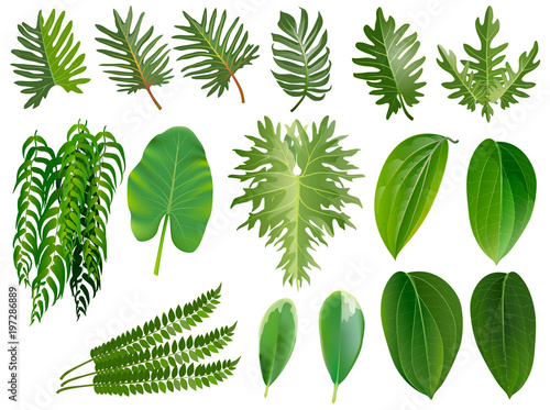Summer, spring leaves set. Green flat icon. vector, Isolated on white