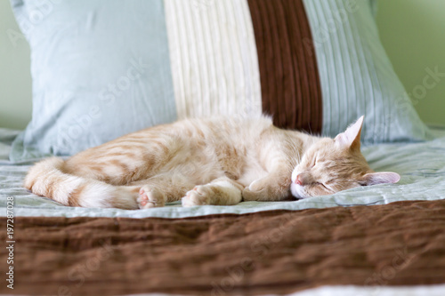 Small Tabby Cat in Bedroom © maksymowicz