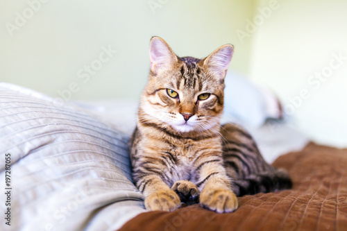 Small Tabby Cat in Bedroom © maksymowicz
