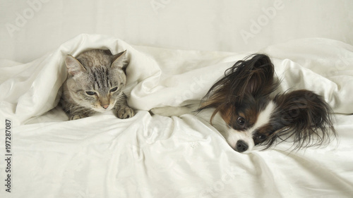 Cat with a dog lies under blanket on the bed
