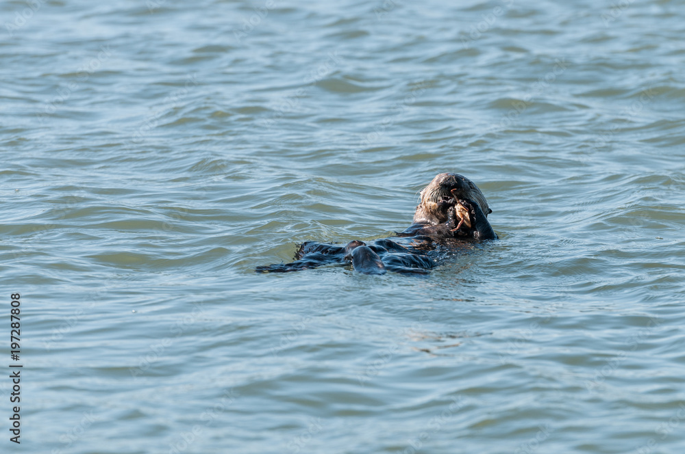 Fototapeta premium sea otter eating
