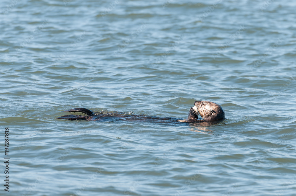 Fototapeta premium sea otter eating