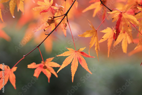 fall season garden at Seiryuden Japanese kyoto photo