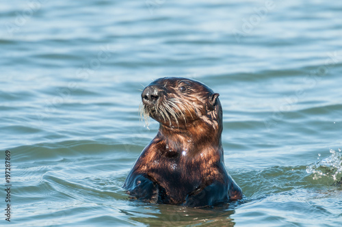 Sea otter profile