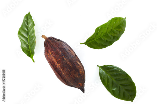 cocoa pods with Cocoa leaf