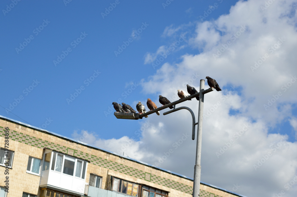 Flock of dove birds sitting on the streetlight in the city near the building Flock of dove birds sitting on the streetlight in the city near the building