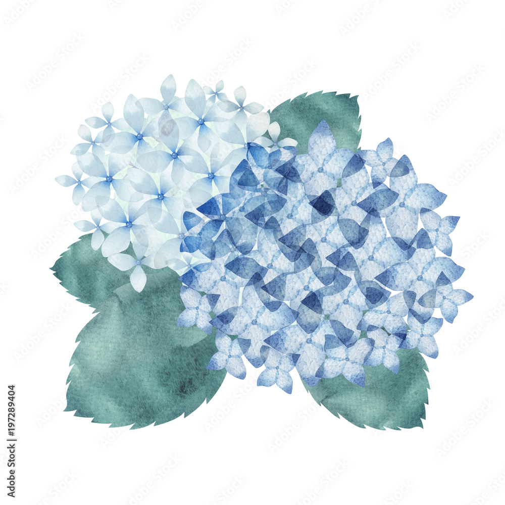 紫陽花 青 水彩 イラスト Stock Illustration Adobe Stock 紫陽花 青 水彩 イラスト Stock Illustration Adobe Stock