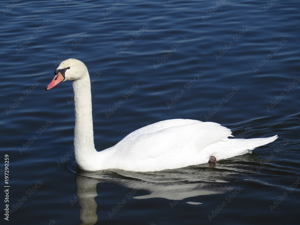 Obraz premium 白鳥